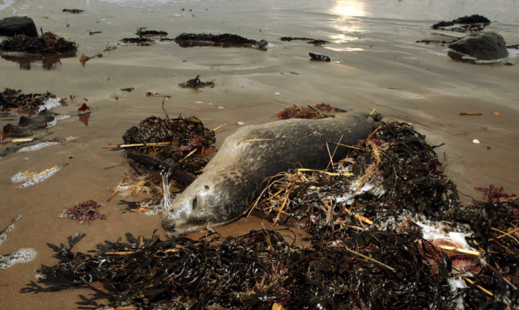 A seal pup washed up on Monifieth beach during the storms two weeks ago.