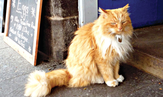 Hamish McHamish, the most famous cat in St Andrews.