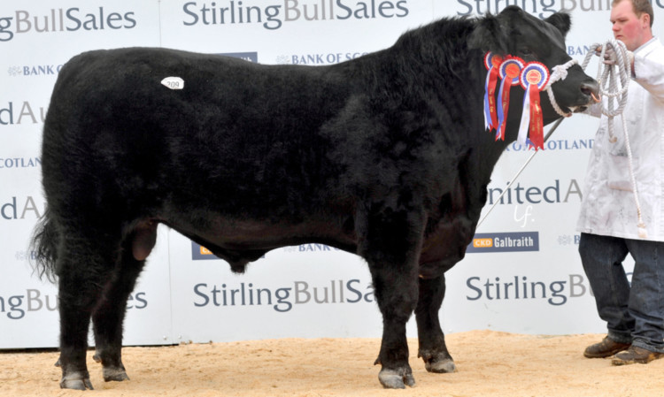 Aberdeen Angus supreme champion Haymount Precursor from Messrs Arnott, Haymount, Kelso.