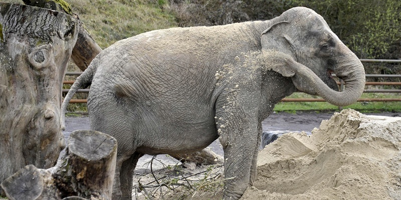 Anne the rescued elephant sprays herself with sand as she plays in her enclosure at Longleat Safari Park.