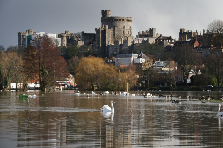 Southern England has been devastated by flooding. A swan swims in sight of Windsor Castle where the river Thames has burst its banks.