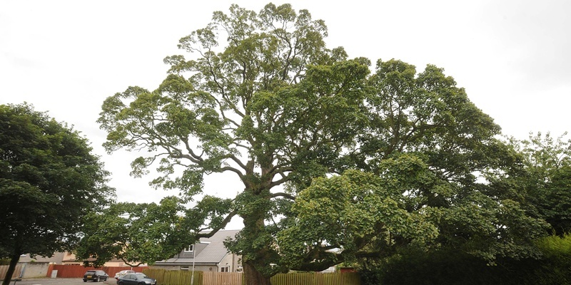 Tree in Crossford