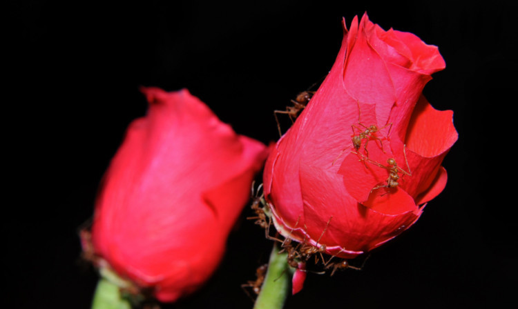 Leaf cutter ants make easy work of red roses as a Valentine's treat at Twycross Zoo, Atherston, Warwickshire. PRESS ASSOCIATION Photo. Picture date: Tuesday February 12, 2013. Photo credit should read: Joe Giddens/PA Wire