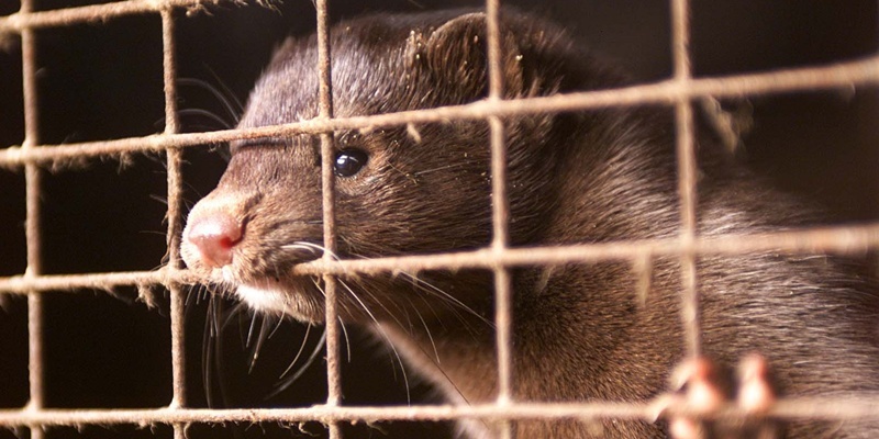 A Mink stares out of its cage after being released and recaptured after animal rights activists broke in. Approximately 900 mink were released from the farm near Ringwood in the New Forest, three years after 6000 creatures were set free in a similar attack in 1998.