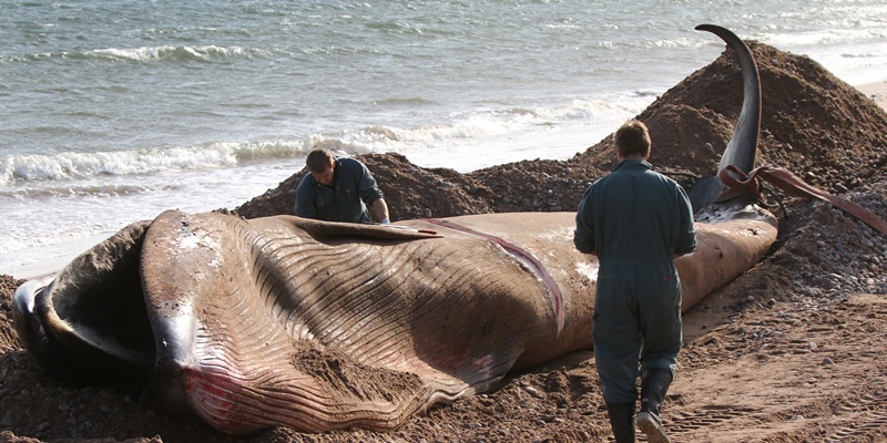 Kris Miller, Courier, 15/09/12. Picture today at Elliot Beach, Arbroath where Vets and Marine Biologists were performing a post-mortem ahead of the burial of the Sei Whale which washed up on the beach at the end of last week.