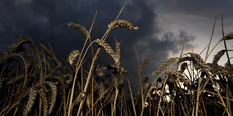 General view of Wheat in a field