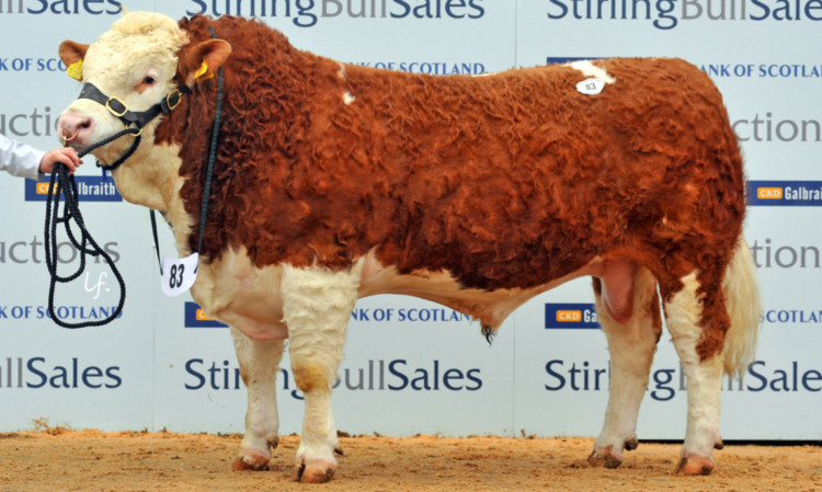 Stirling Bull Sales
pic: Kersknowe Dandy from J Jeffrey, sold for the day's top price of 16,000 gns.