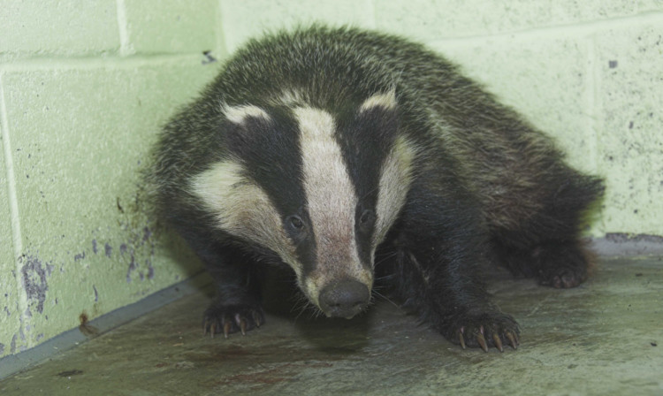 The badger is recovering at the Scottish SPCA centre at Fishcross.