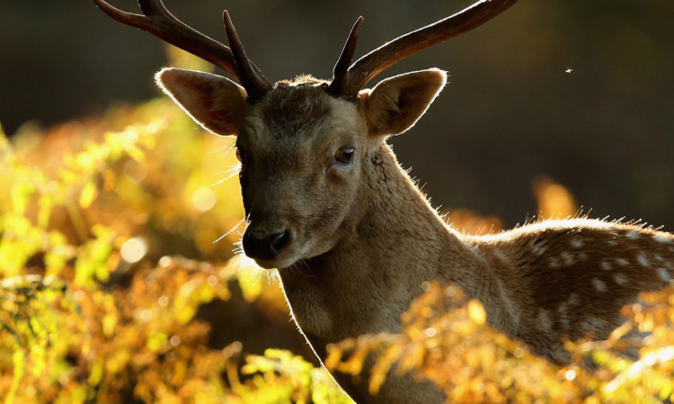 Fife wildlife crime officer says deer meat is being sold on doorsteps across the region.