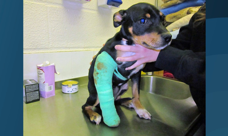Puppy Cheeka had her leg broken after her owner threw her down some stairs.
