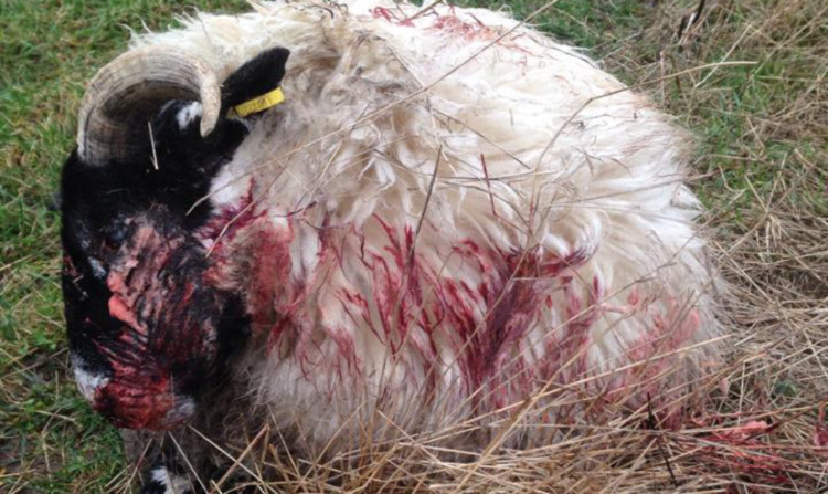 One of the sheep injured in the attack.