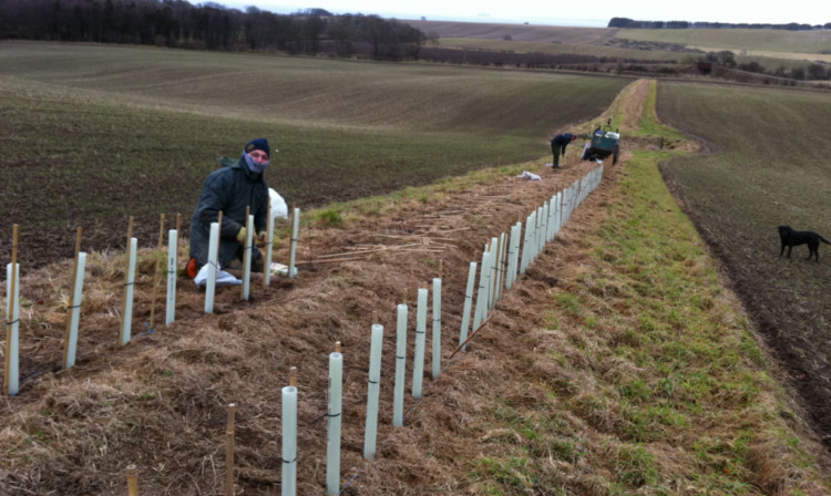 A development at Gilston has been the establishment of 1.7km of new double hedges and refurbishment of a further 1km in the best partridge areas.