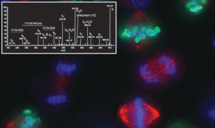 Dividing human cancer cells as visualised by fluorescence microscopy. Researchers use mass spectrometry measurements, such as the example shown in the inset, to document protein changes across the cell division cycle.