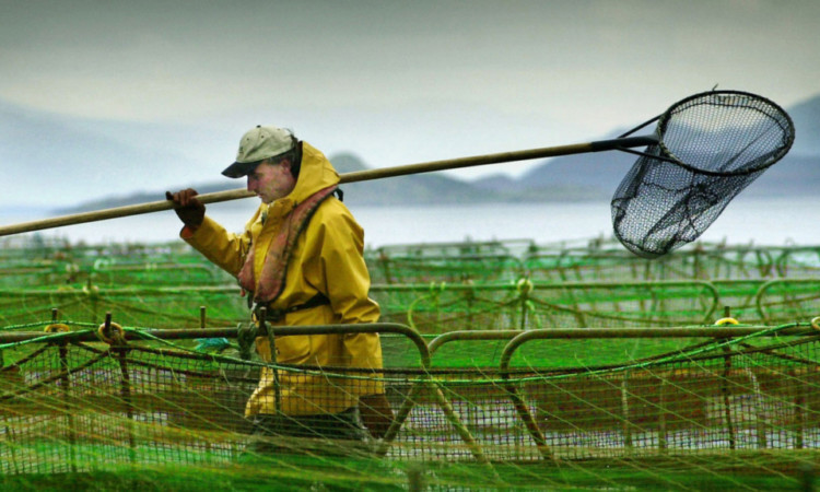 A salmon farm worker