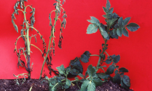The stuff of nightmares: blackleg is a perennial problem for potato growers.