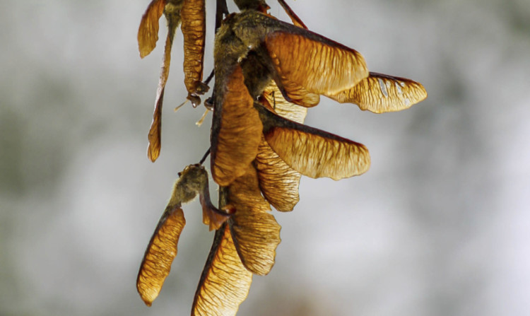 Sycamore seeds.