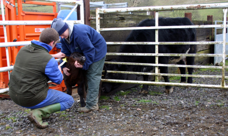 QMS and the NFUS said that where possible cows and calves should be securely separated when young calves are being handled. Johnny Mackey and his wife Susie are seen tagging a calf on their farm near Blairgowrie.