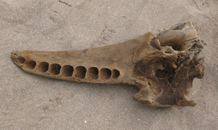 The skull found at Monifieth.