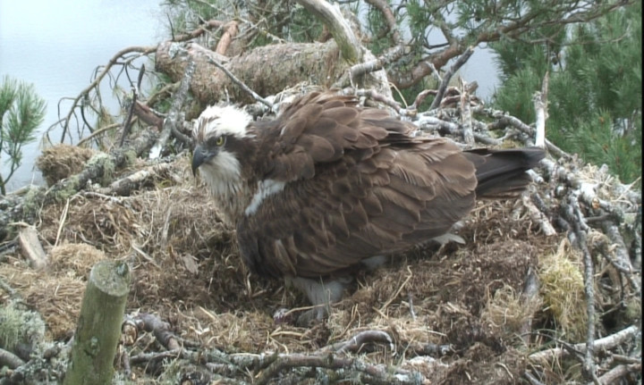 Lady in her nest.