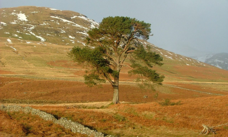 The remaining trees prior to the new planting.