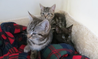 The kittens were found at the back of St Clair vets.