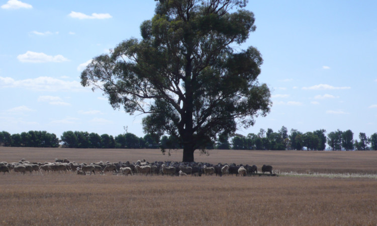 Sheep grazing stubbles  on Tony Lehmann's farm.