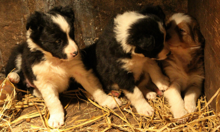 The three puppies are home safe and sound after being snatched on Friday.