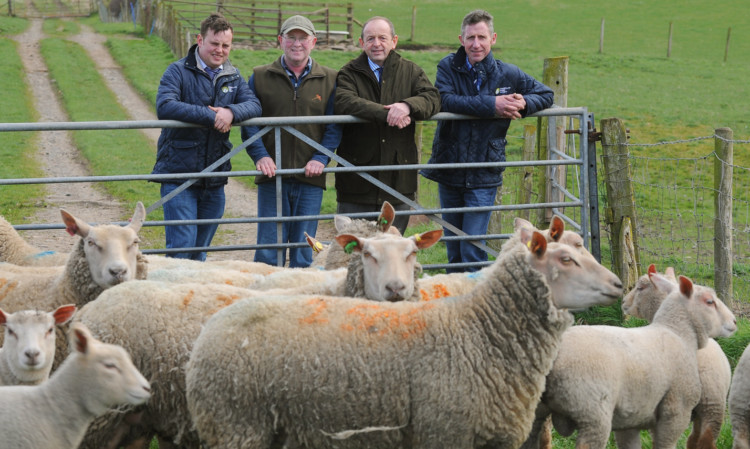 Bruce Irvine, Charollais North Scotland chairman; Tom Sands, Charollais breeder; George Purves, United Auctions; and James Andrew, Charollais South Scotland chairman, at Tom Sands Southfield Farm, Inchture.