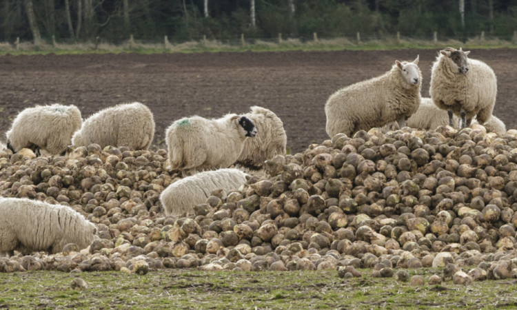 Sheep enjoying turnips near Eassie. Rural Affairs Secretary Richard Lochhead said voluntary coupled support is an essential tool in efforts to halt the decline in Scottish livestock production, and is calling for clarity from the UK Government on the issue.
