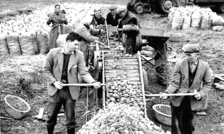 Dressing tatties in the Perthshire/Angus area.