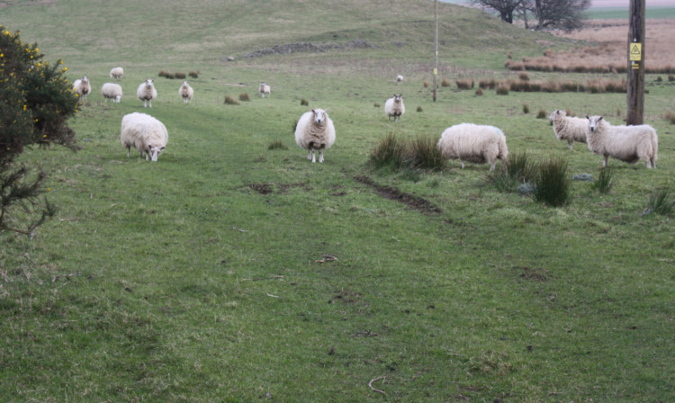 The Scottish Governments chief agricultural officer, Drew Sloan, has issued a call to farmers asking them to be very careful as to how they categorise grassland in this years Single Application Form (SAF).