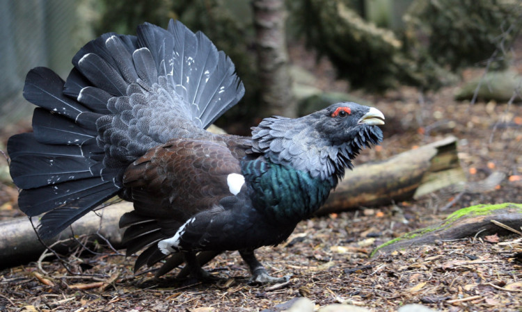 The advice is being issued to protect birds like the capercaillie.
