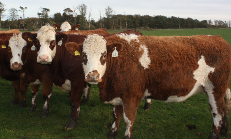 These cattle have well placed readable tags but  EID could be set to make life easier.