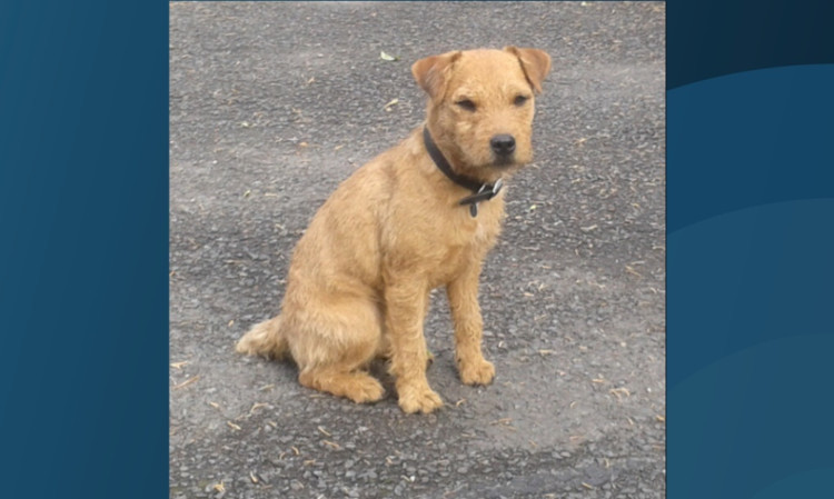 Lakeland terrier Bracken.