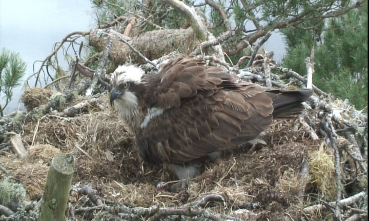 Lady is expected to lay her first egg of the season soon.