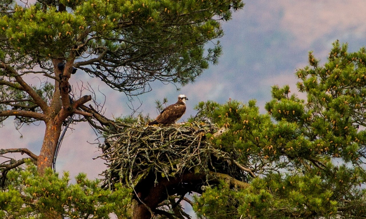 Steve MacDougall, Courier, Loch of the Lowes Visitor Centre, by Dunkeld. Osprey 'Lady' returns to the Loch. Pictured, 'Lady' in her nest.