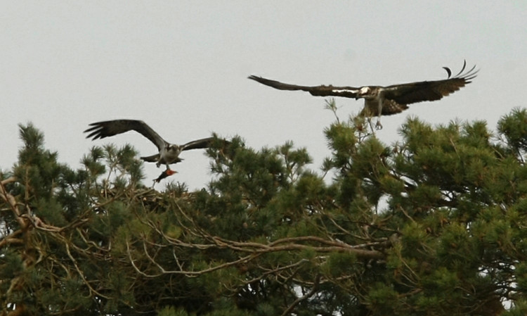 The ospreys at Balgavies Loch near Forfar.