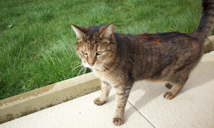 The mystery moggy who has sparked a quest for its rightful owner after turning up miles from her Angus home in a Glasgow garden shed.