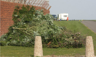 Some of the shrubbery left near the illegal Travellers site in Arbroath.