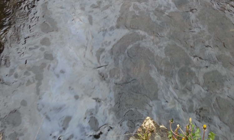 A Courier reader's photo shows an oily substance on the surface of the Dighty at Panmurefield.