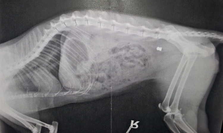 An X-ray showing a pellet lodged in Casper's body.