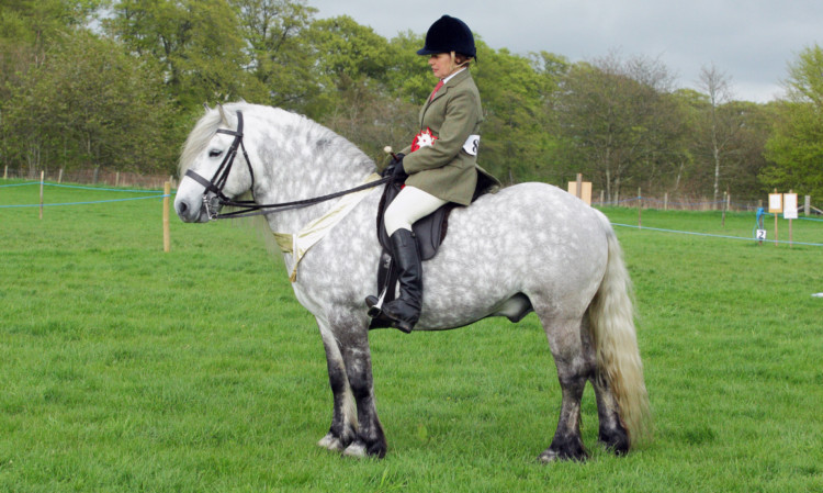 Coulnacraig Jacobite took the supreme horse championship at Brechin Spring