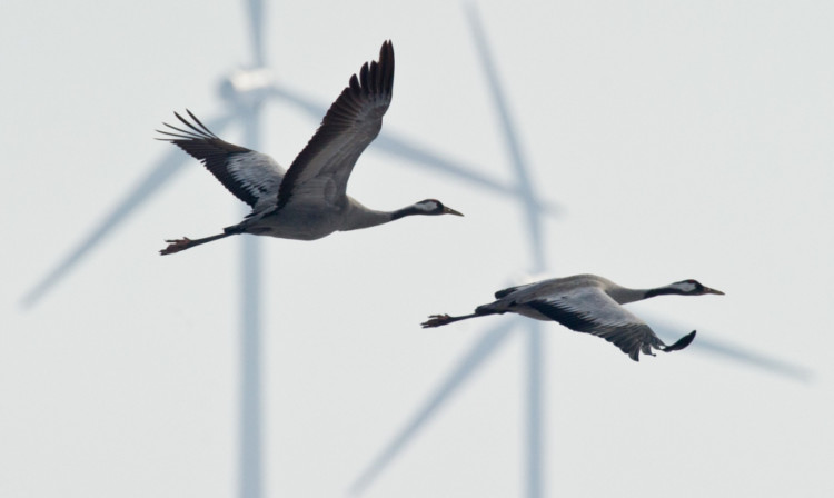 A good-practice guide is being developed to reduce the number of birds killed or displaced by turbines