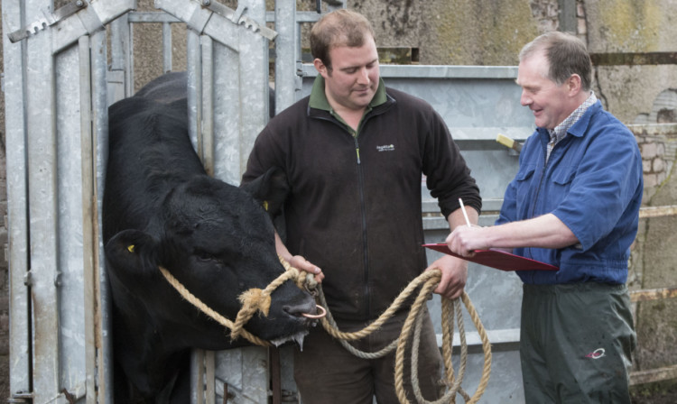 Pic Alan Richardson Dundee, Pix-AR.co.uk
Graeme Richardson a Vet with the Thrums practice in Kirriemuir with Tom Hopkinson and bull Earthquake at Lindertis Farms