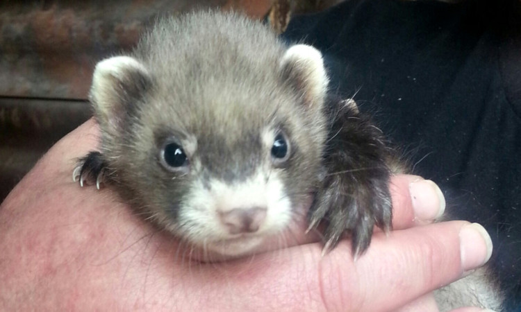 Gill the polecat.