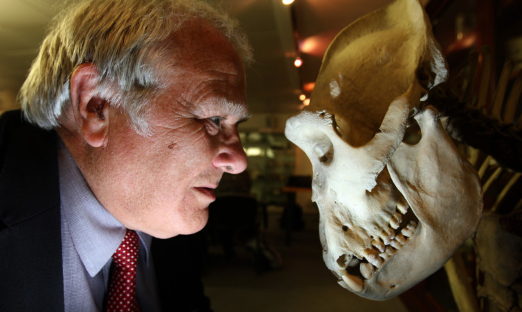 Tutor Edward Small comes face-to-face with a gorilla skull.