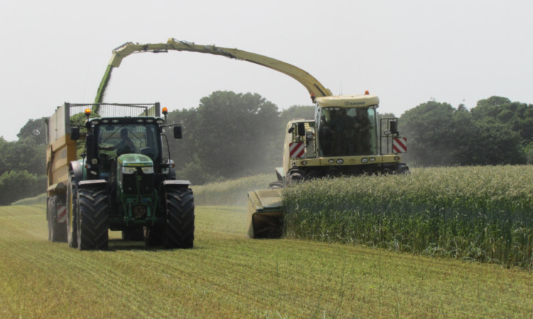 Hybrid rye is ready for cutting as wholecrop in mid-July under Scottish conditions.