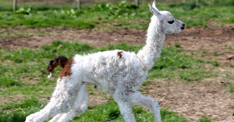 Steve MacDougall, Courier, Stanley Active Kids, Stanley. New born baby Llama. Pictured, the new llama, possibly named 'William'.