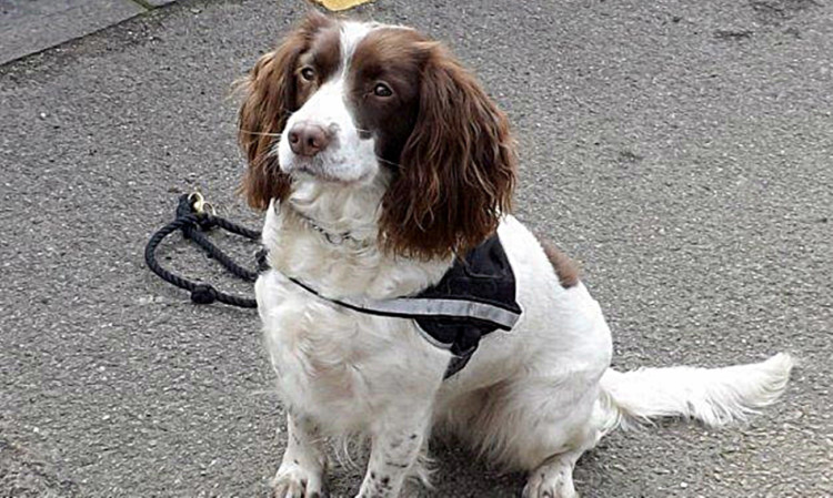 Dixie the sniffer dog.