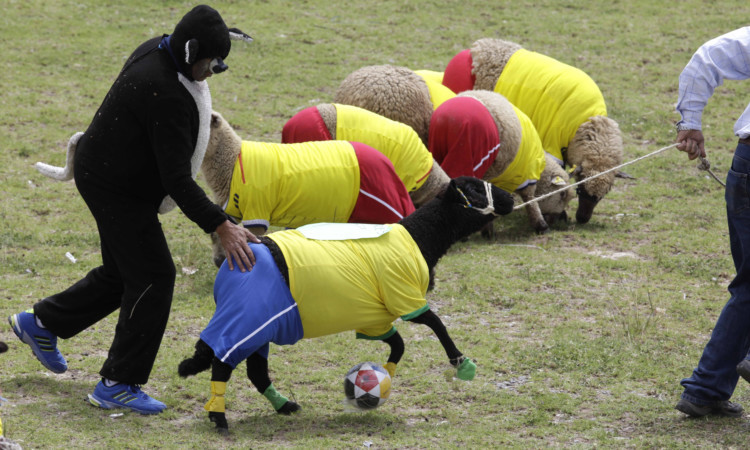 Shepherds herd a sheep dressed in jersey of Brazil's national soccer team, during a soccer sheep match between Brazil and Colombia in Nobsa, Colombia.